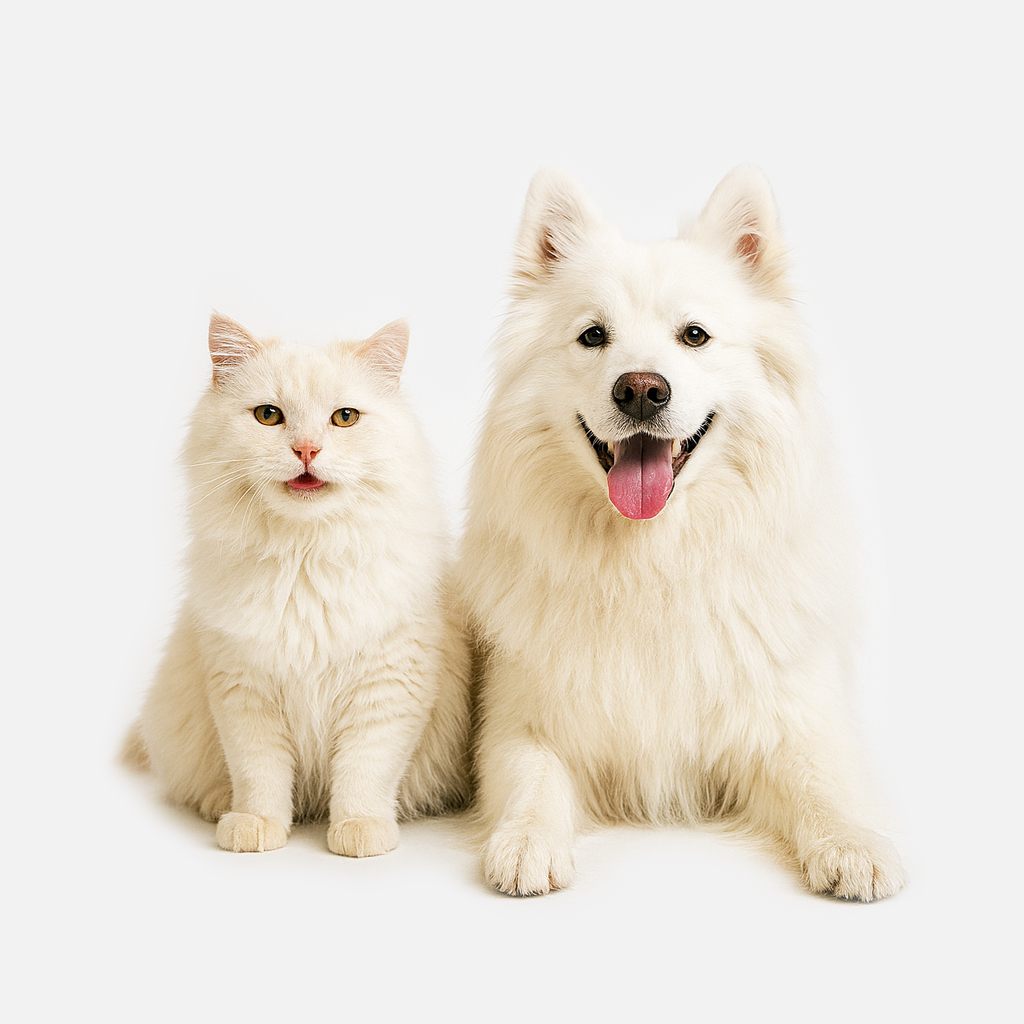 Pet